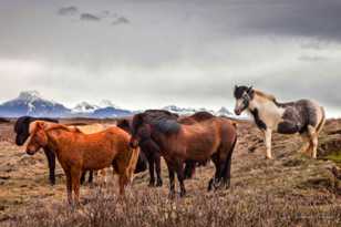 Icelandic horses-9051